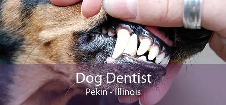 Dog Dentist Pekin - Illinois