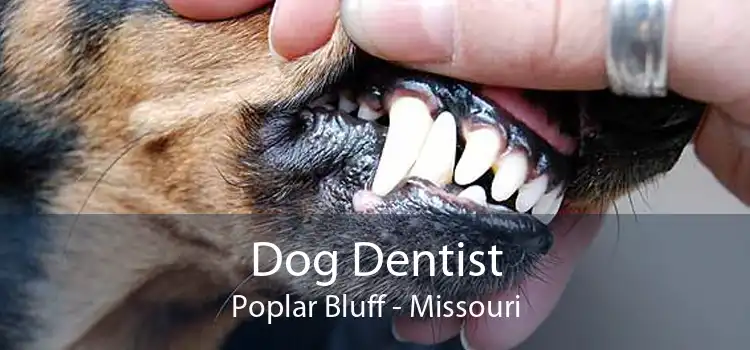 Dog Dentist Poplar Bluff - Missouri