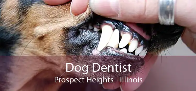 Dog Dentist Prospect Heights - Illinois