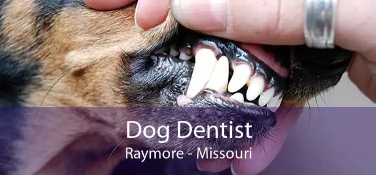 Dog Dentist Raymore - Missouri