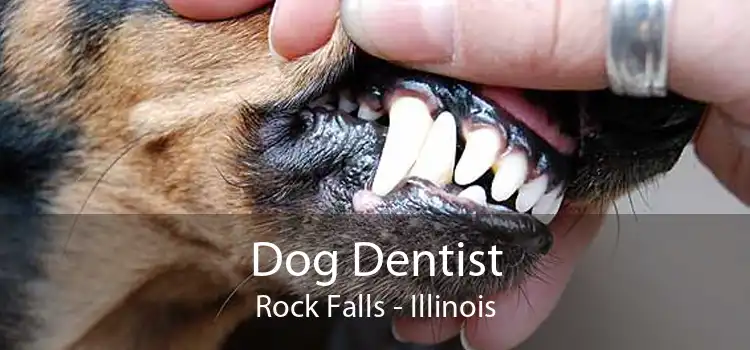 Dog Dentist Rock Falls - Illinois
