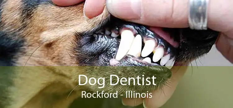 Dog Dentist Rockford - Illinois