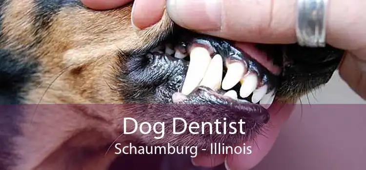 Dog Dentist Schaumburg - Illinois