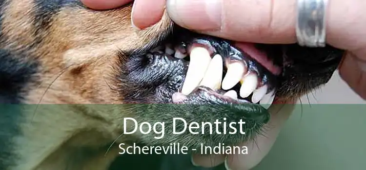 Dog Dentist Schereville - Indiana