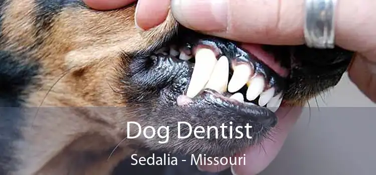 Dog Dentist Sedalia - Missouri