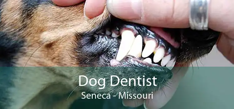 Dog Dentist Seneca - Missouri