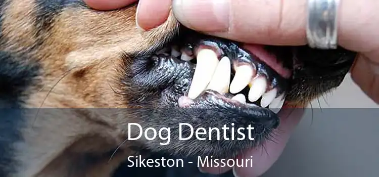 Dog Dentist Sikeston - Missouri