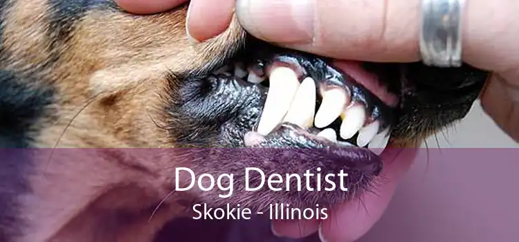 Dog Dentist Skokie - Illinois