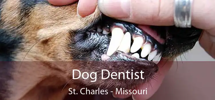 Dog Dentist St. Charles - Missouri