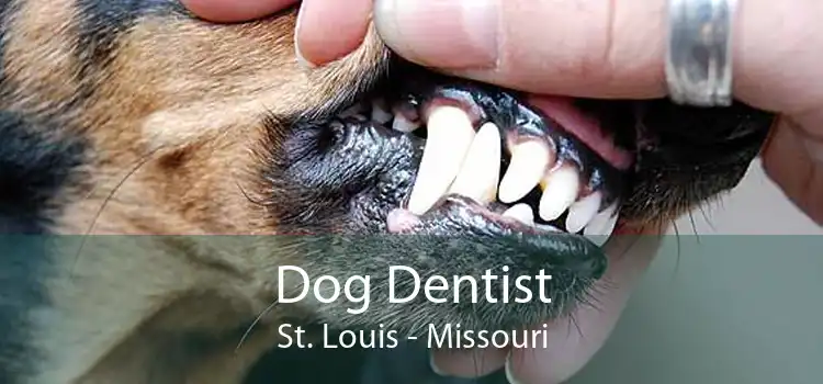 Dog Dentist St. Louis - Missouri