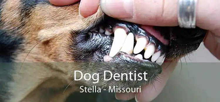 Dog Dentist Stella - Missouri