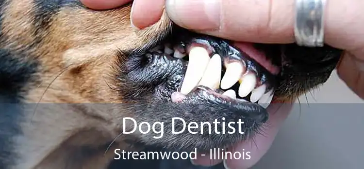 Dog Dentist Streamwood - Illinois