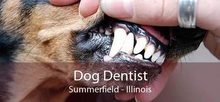 Dog Dentist Summerfield - Illinois