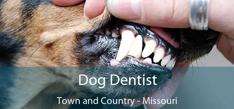 Dog Dentist Town and Country - Missouri