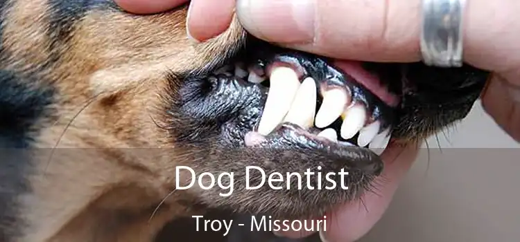 Dog Dentist Troy - Missouri