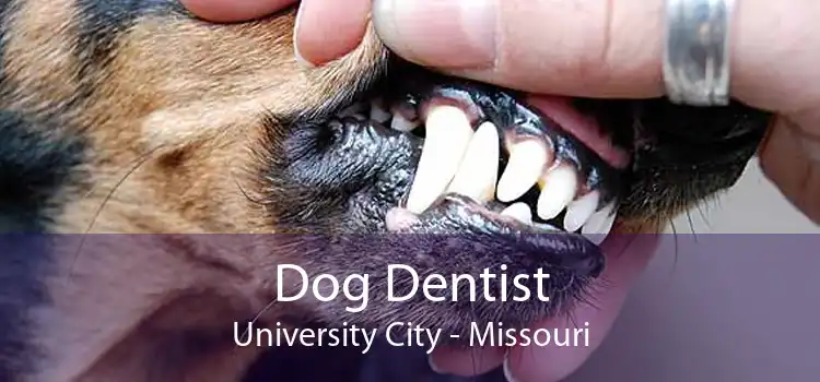 Dog Dentist University City - Missouri