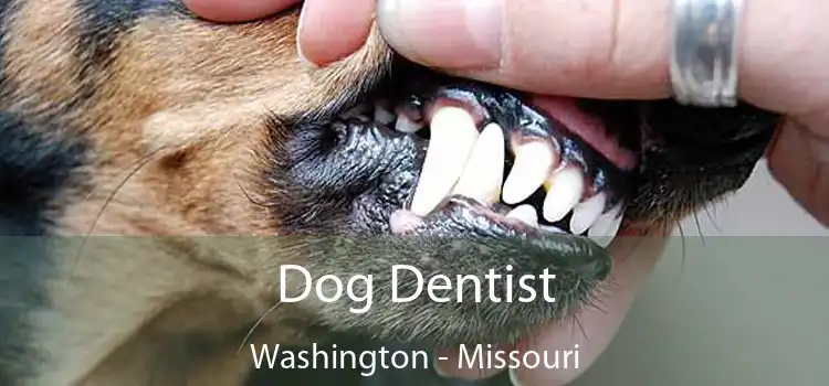 Dog Dentist Washington - Missouri