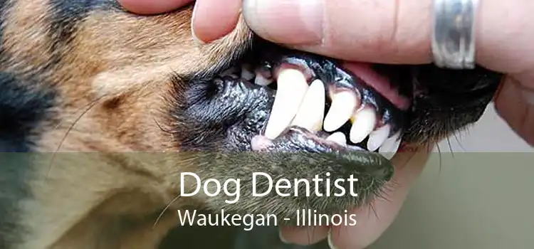 Dog Dentist Waukegan - Illinois