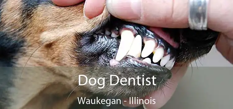 Dog Dentist Waukegan - Illinois