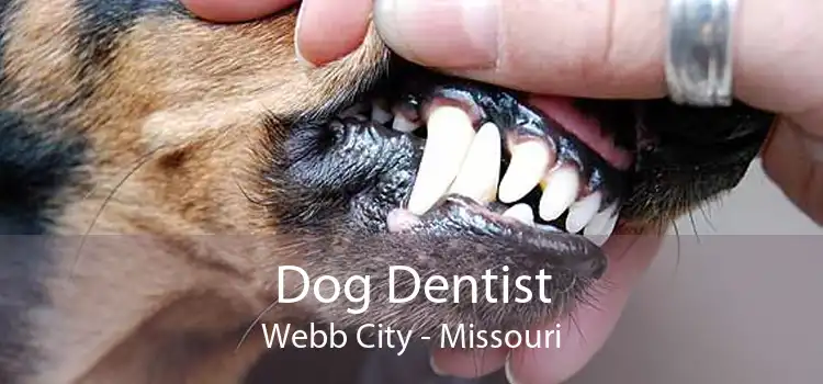 Dog Dentist Webb City - Missouri