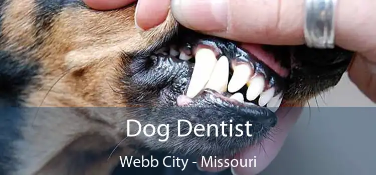 Dog Dentist Webb City - Missouri