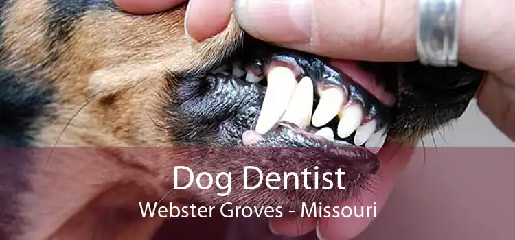 Dog Dentist Webster Groves - Missouri