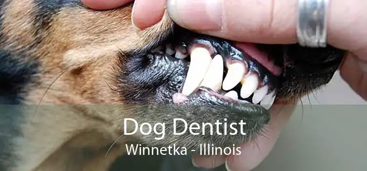 Dog Dentist Winnetka - Illinois
