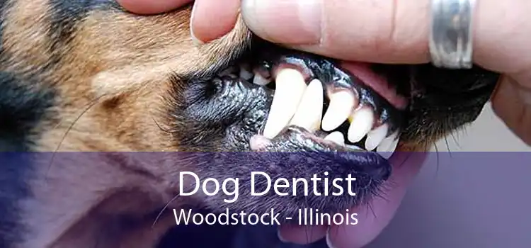 Dog Dentist Woodstock - Illinois