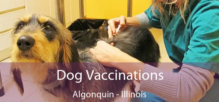 Dog Vaccinations Algonquin - Illinois