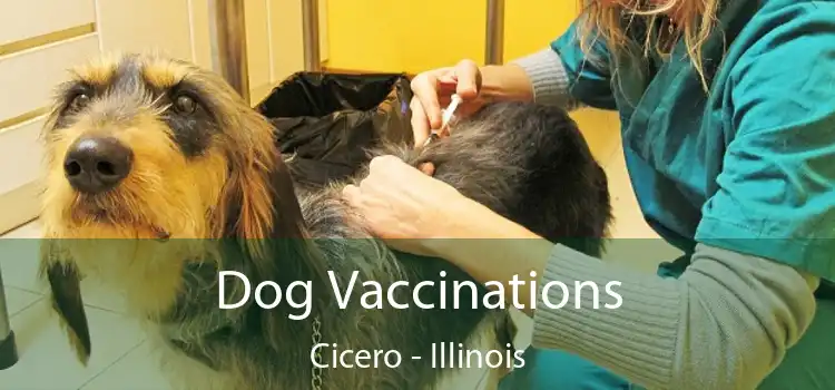 Dog Vaccinations Cicero - Illinois