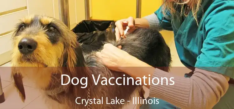 Dog Vaccinations Crystal Lake - Illinois