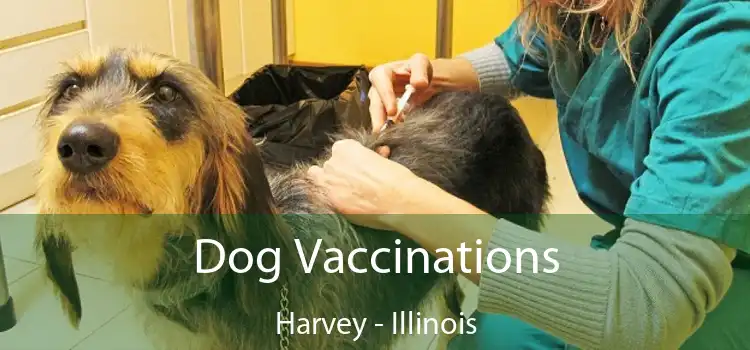 Dog Vaccinations Harvey - Illinois