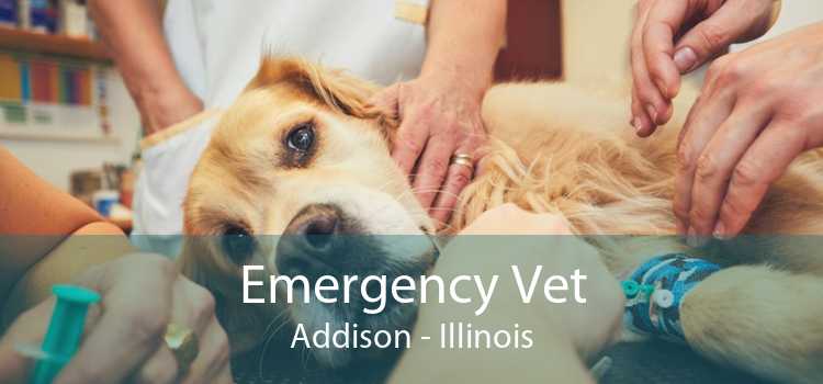 Emergency Vet Addison - Illinois