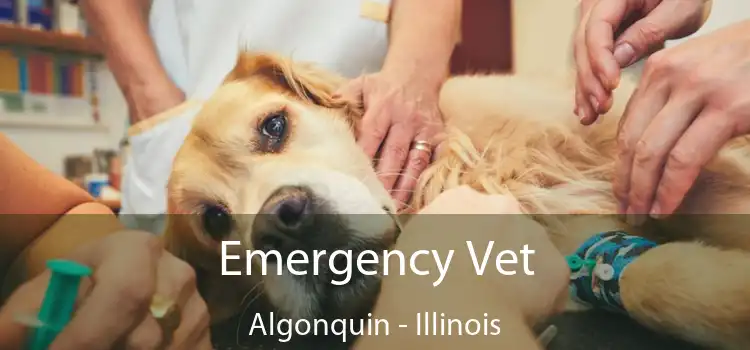 Emergency Vet Algonquin - Illinois