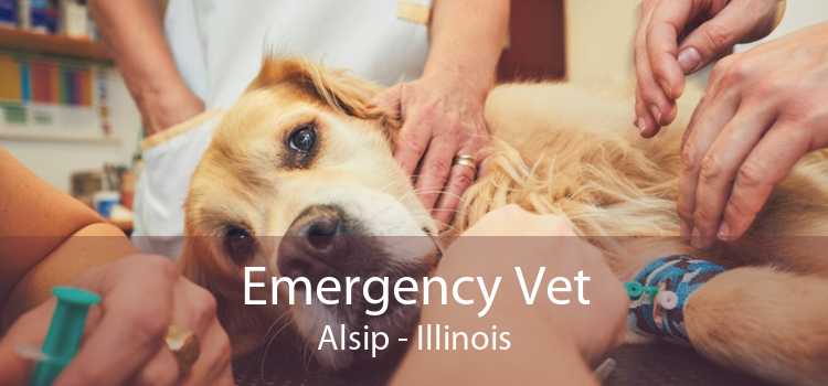 Emergency Vet Alsip - Illinois
