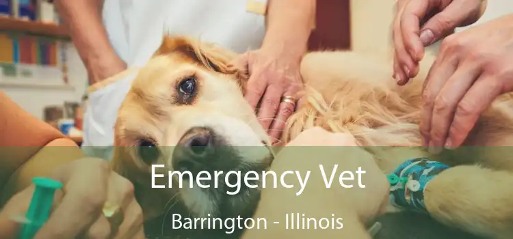 Emergency Vet Barrington - Illinois