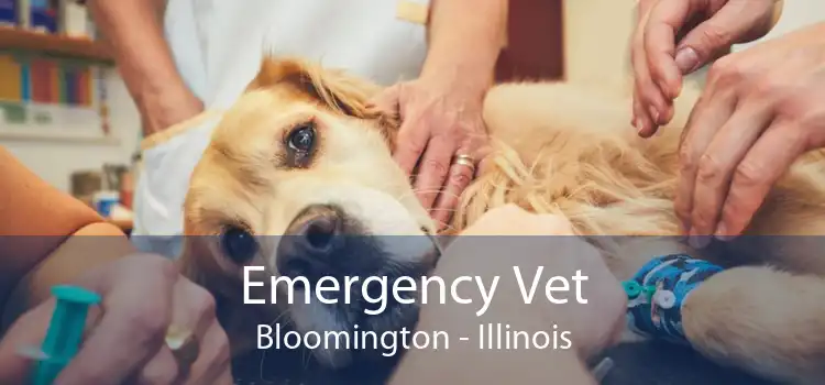 Emergency Vet Bloomington - Illinois