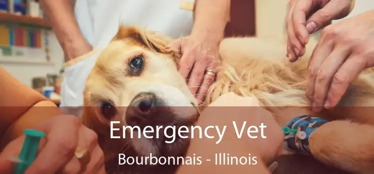 Emergency Vet Bourbonnais - Illinois