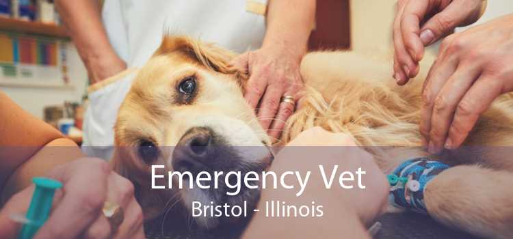Emergency Vet Bristol - Illinois