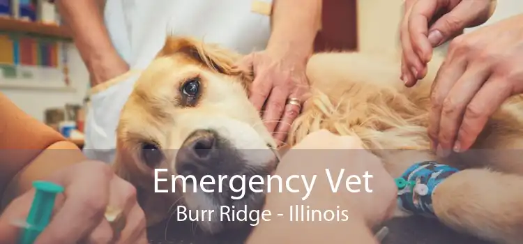 Emergency Vet Burr Ridge - Illinois