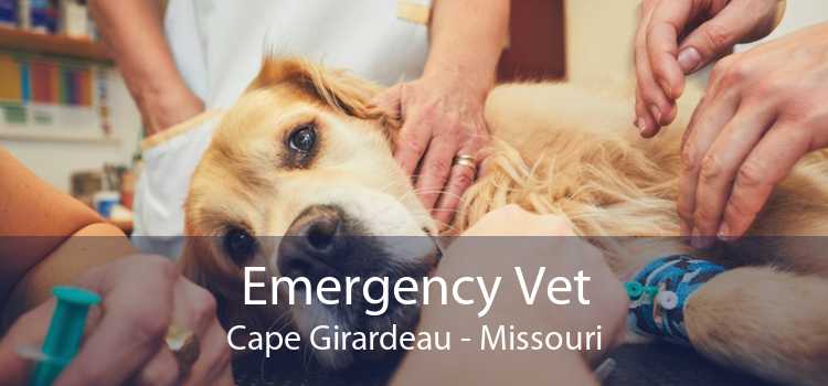 Emergency Vet Cape Girardeau - Missouri