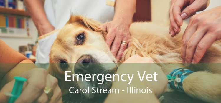 Emergency Vet Carol Stream - Illinois
