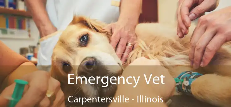 Emergency Vet Carpentersville - Illinois