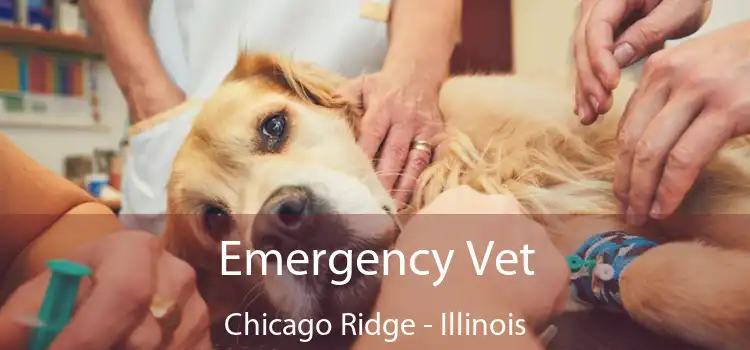 Emergency Vet Chicago Ridge - Illinois