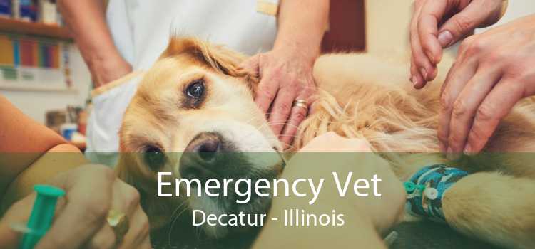 Emergency Vet Decatur - Illinois
