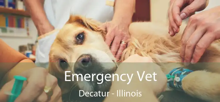 Emergency Vet Decatur - Illinois