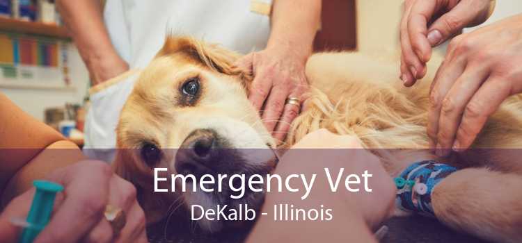 Emergency Vet DeKalb - Illinois