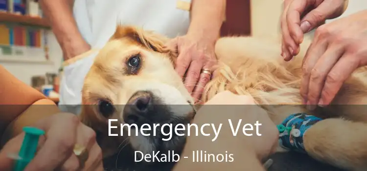 Emergency Vet DeKalb - Illinois