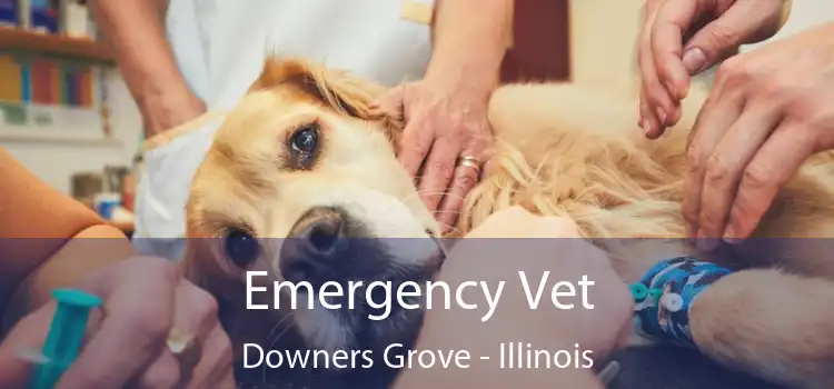 Emergency Vet Downers Grove - Illinois