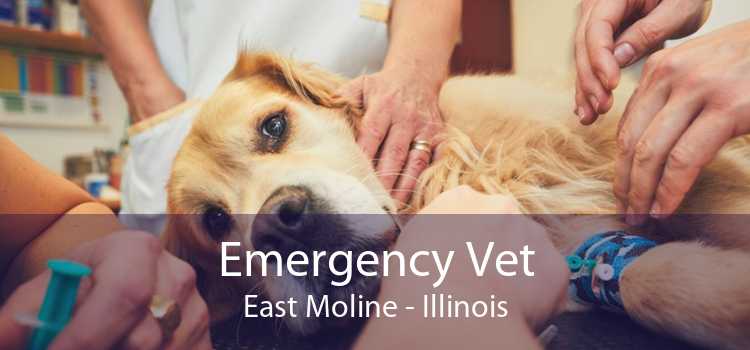 Emergency Vet East Moline - Illinois